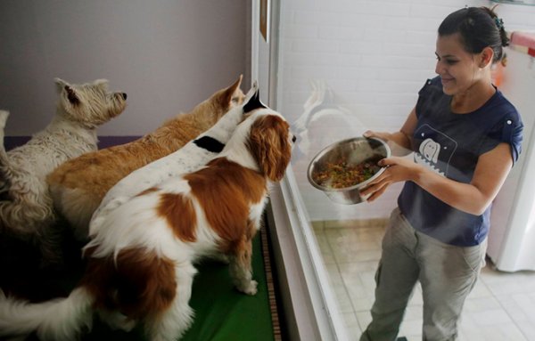 ������� ������� ��� "Dog Resort" � ���-����� (11 ����)