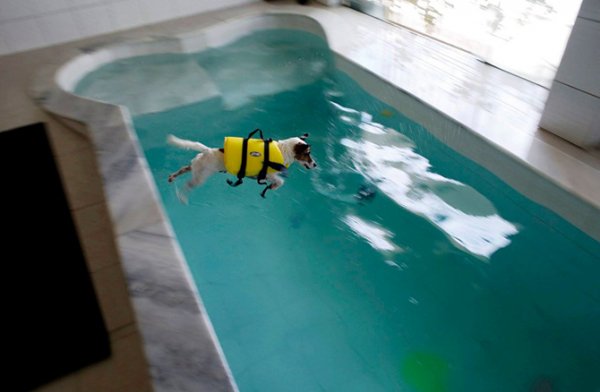 ������� ������� ��� "Dog Resort" � ���-����� (11 ����)