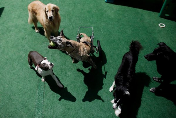 ������� ������� ��� "Dog Resort" � ���-����� (11 ����)