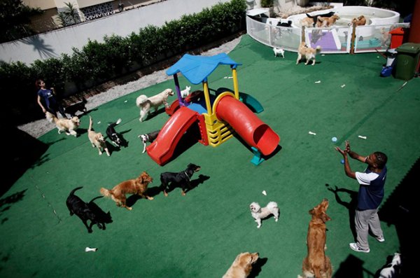 ������� ������� ��� "Dog Resort" � ���-����� (11 ����)