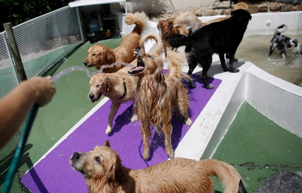 ������� ������� ��� "Dog Resort" � ���-����� (11 ����)