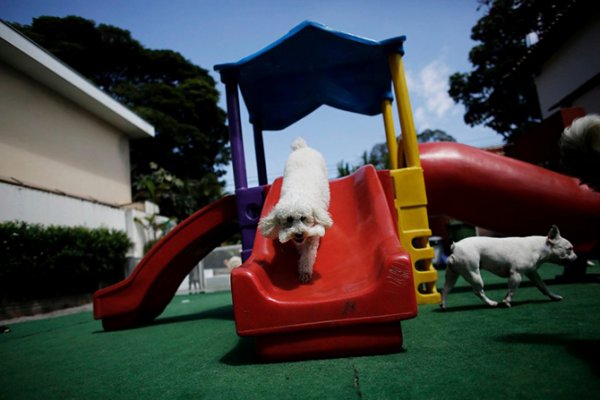 ������� ������� ��� "Dog Resort" � ���-����� (11 ����)