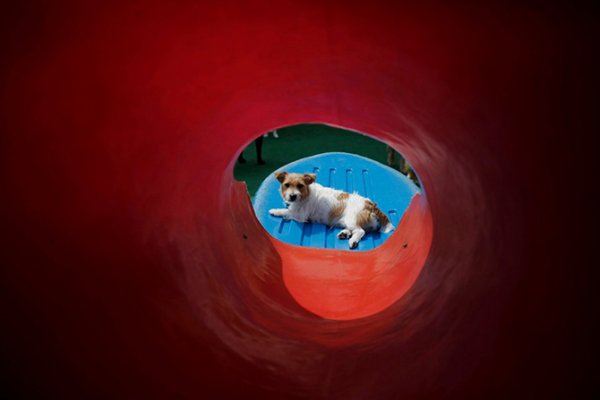 ������� ������� ��� "Dog Resort" � ���-����� (11 ����)