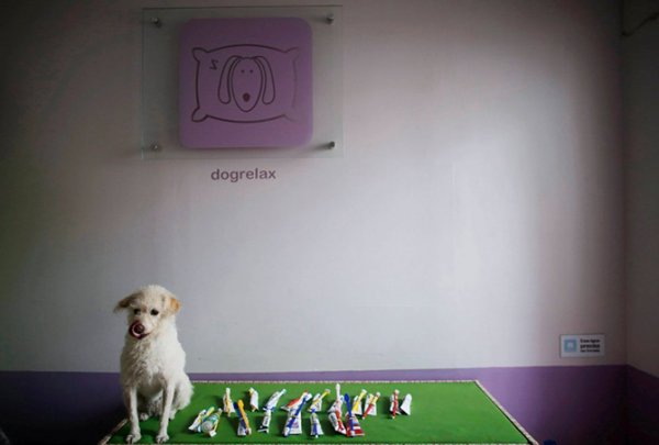 ������� ������� ��� "Dog Resort" � ���-����� (11 ����)