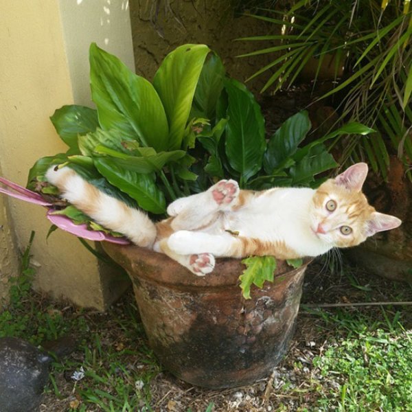 ����� � ��������� ��������� (18 ����)
