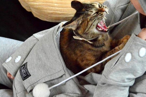 ��������� � ������ Mewgaroo ��� ������� ����� (12 ����)