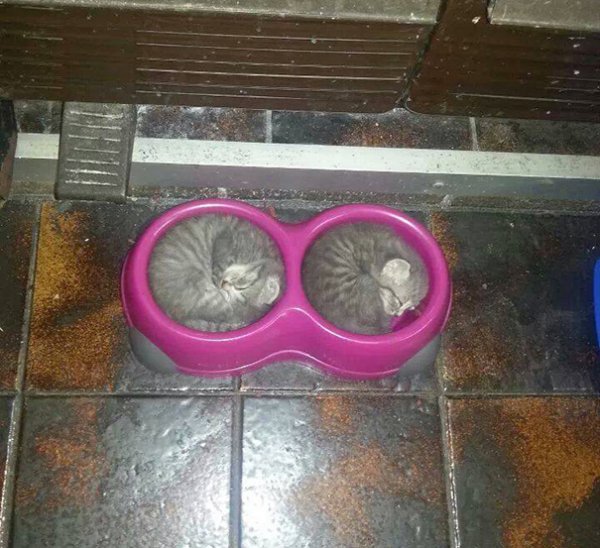 ����������, �������� ���� (22 ����)
