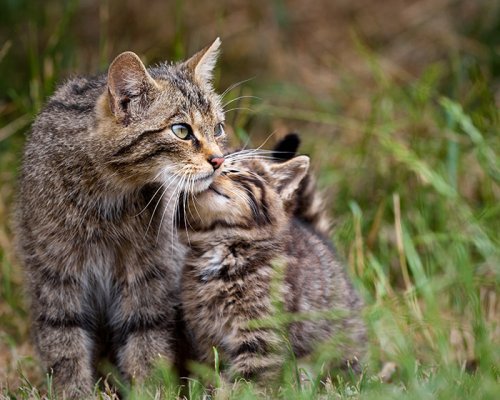Как две капли: кошки и котята (29 фото)