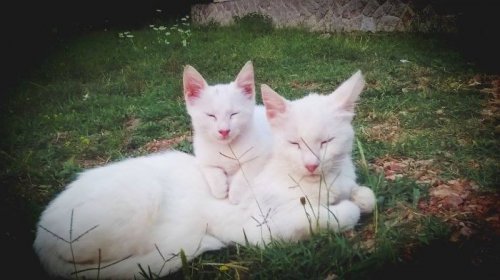��� ��� �����: ����� � ������ (29 ����)