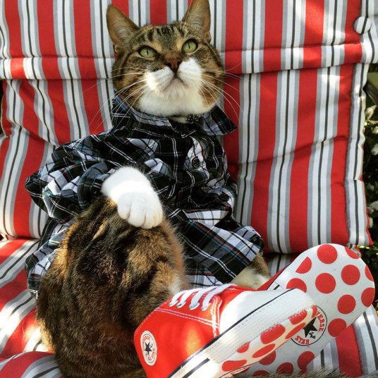 Кошки, которые хотят быть похожими на людей (10 фото) Кошки, которые хотят быть похожими на людей (10 фото)