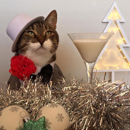 Кошки, которые хотят быть похожими на людей (10 фото) Кошки, которые хотят быть похожими на людей (10 фото)