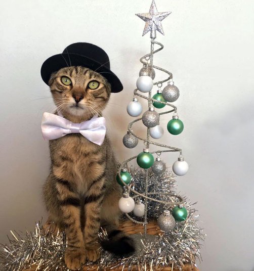 Кошки, которые хотят быть похожими на людей (10 фото) Кошки, которые хотят быть похожими на людей (10 фото)