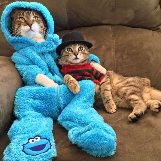 Кошки, которые хотят быть похожими на людей (10 фото) Кошки, которые хотят быть похожими на людей (10 фото)