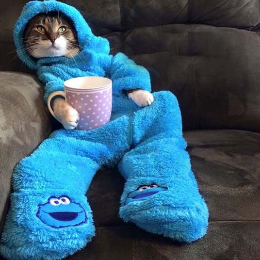 Кошки, которые хотят быть похожими на людей (10 фото)