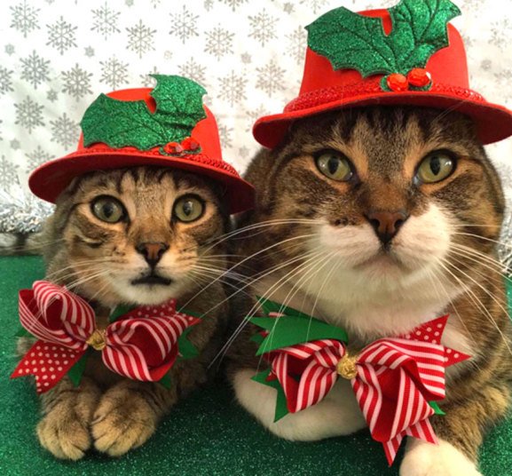 Кошки, которые хотят быть похожими на людей (10 фото) Кошки, которые хотят быть похожими на людей (10 фото)