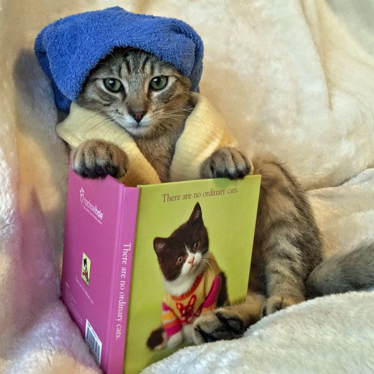 Кошки, которые хотят быть похожими на людей (10 фото) Кошки, которые хотят быть похожими на людей (10 фото)