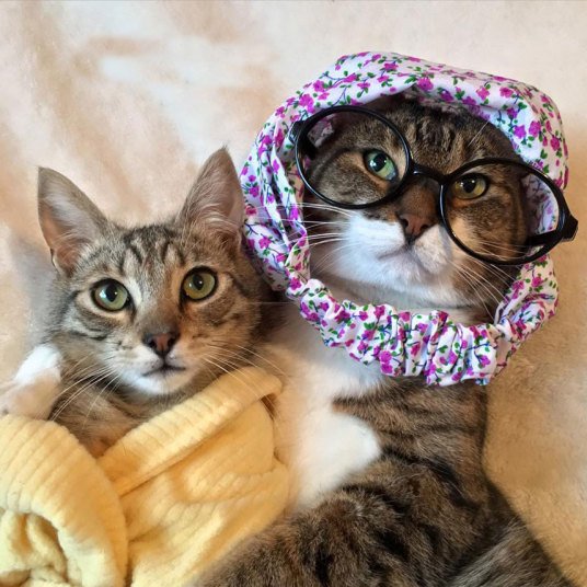 Кошки, которые хотят быть похожими на людей (10 фото) Кошки, которые хотят быть похожими на людей (10 фото)