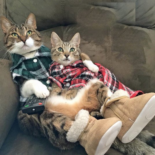 Кошки, которые хотят быть похожими на людей (10 фото) Кошки, которые хотят быть похожими на людей (10 фото)