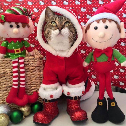 Кошки, которые хотят быть похожими на людей (10 фото) Кошки, которые хотят быть похожими на людей (10 фото)