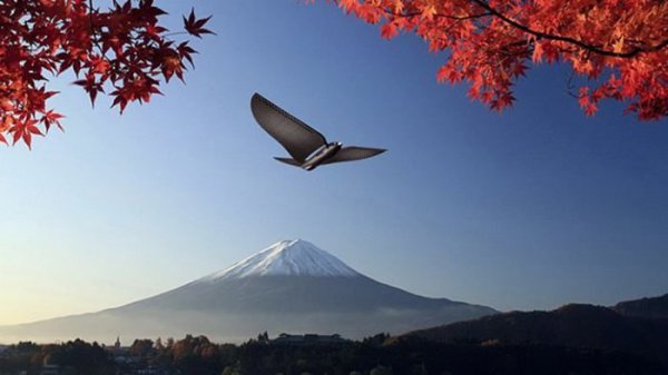 ����������� ����� Bionic Bird, ����������� ���������� (10 ���� + �����)