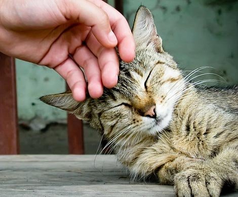 Научные эксперименты подтвердили целебные способности кошек