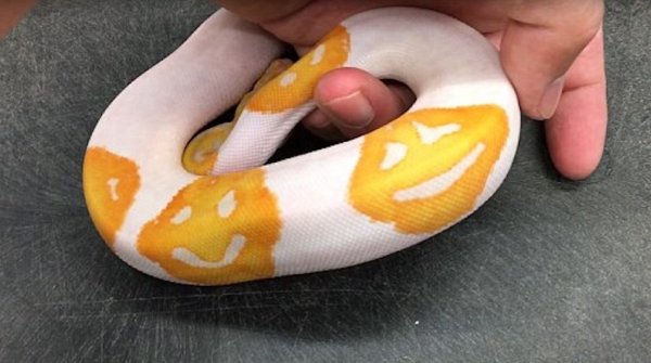 ���������� � ������� �������� �� ��� ����� ������ � �������� �� ���� � ���� ������